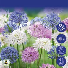 8718641999813 1 Allium Fluffy Clouds Collection Bulbs.jpg
